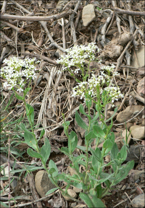 Cardaria draba (L.) (=Lepidium draba L.)