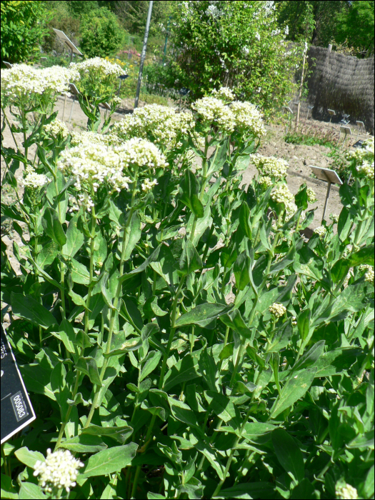 Cardaria draba (L.) (=Lepidium draba L.)