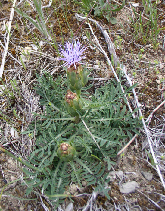 Carduncellus mitissimus