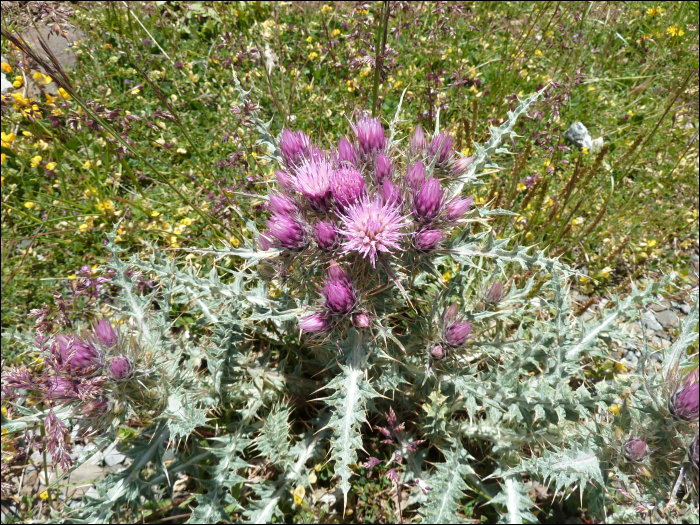 Carduus carlinoïdes Gouan