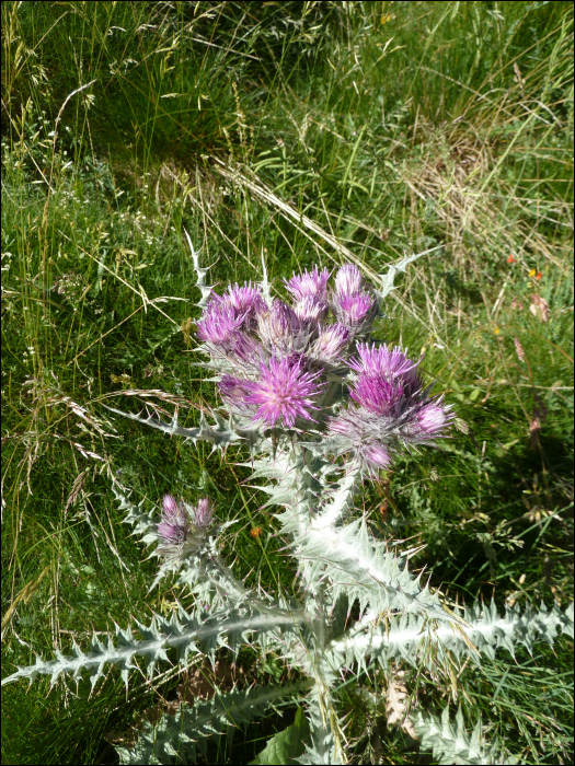 Carduus carlinoïdes Gouan