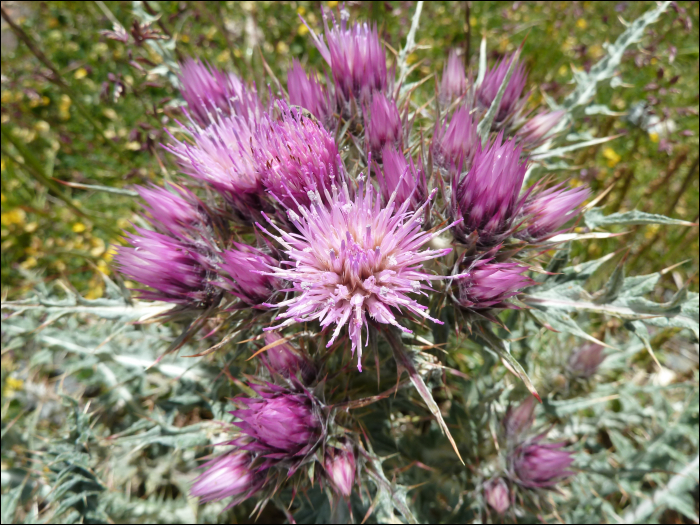 Carduus carlinoïdes Gouan