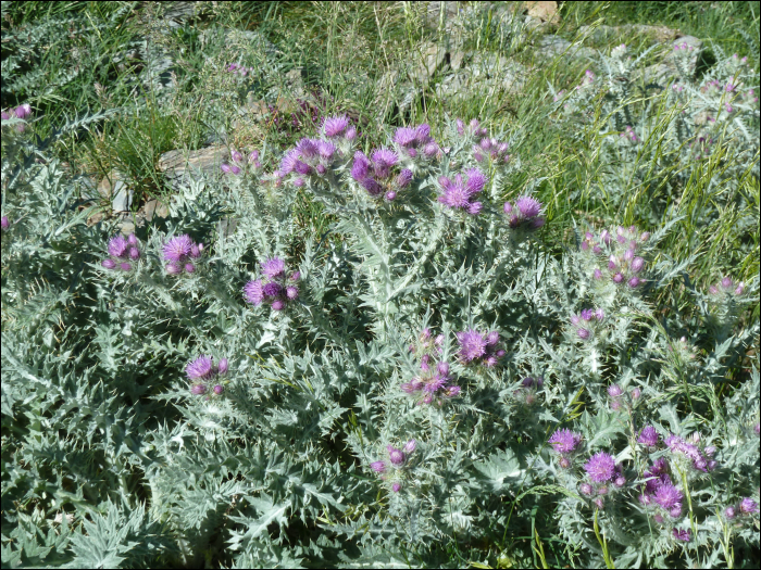 Photo de Chardon fausse Carline (Carduus carlinoïdes Gouan)