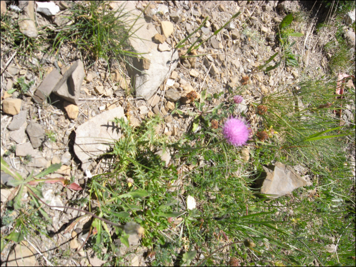 Carduus defloratus