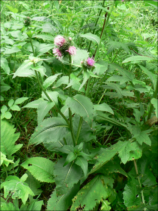 Carduus personata