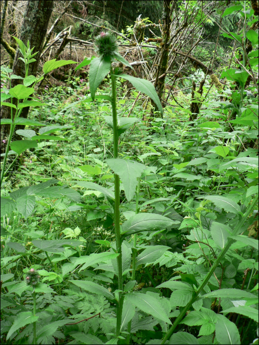 Carduus personata