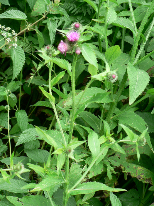 Carduus personata