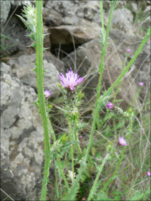 Carduus pycnocephalus