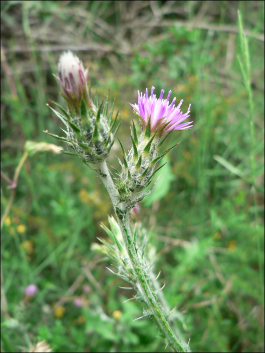 Carduus pycnocephalus