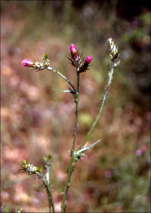 Carduus tenuiflorus