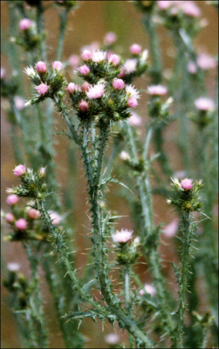 Carduus tenuiflorus