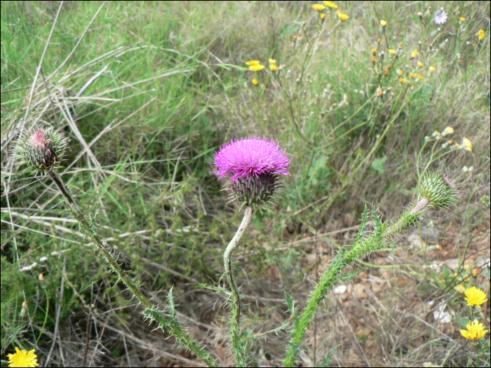 Taraxacum hybride