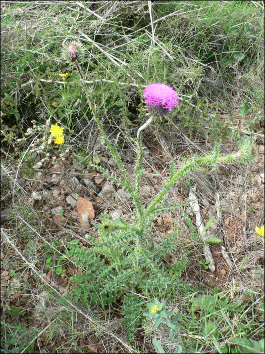 Taraxacum hybride