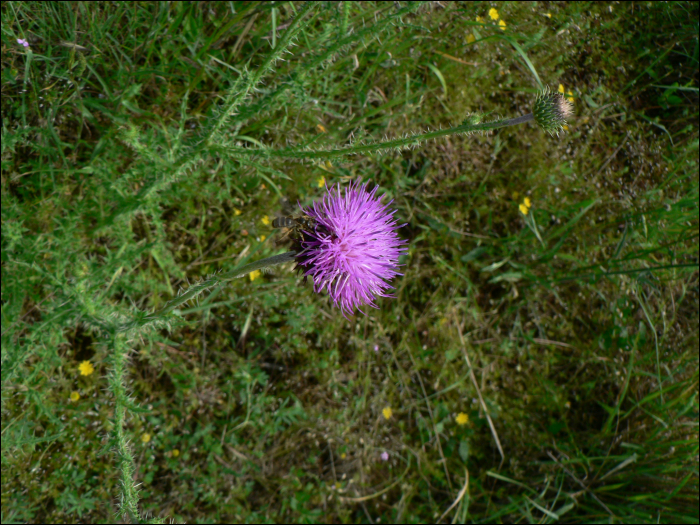 Taraxacum hybride