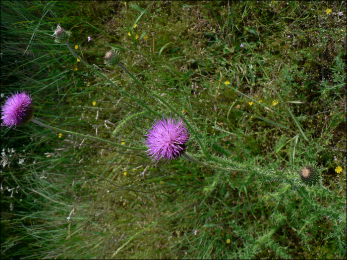 Taraxacum hybride