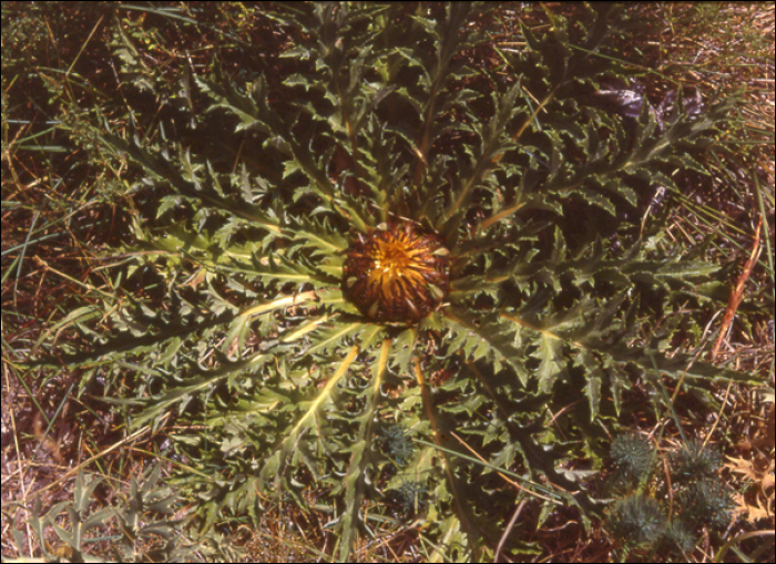 Carlina acanthifolia All.