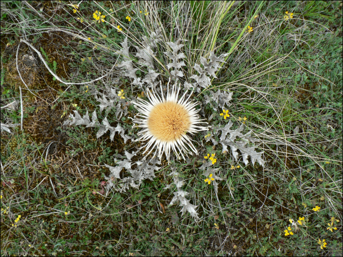 Carlina acaulis L.