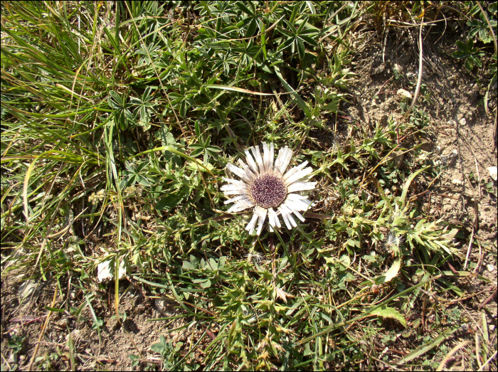 Carlina acaulis L.