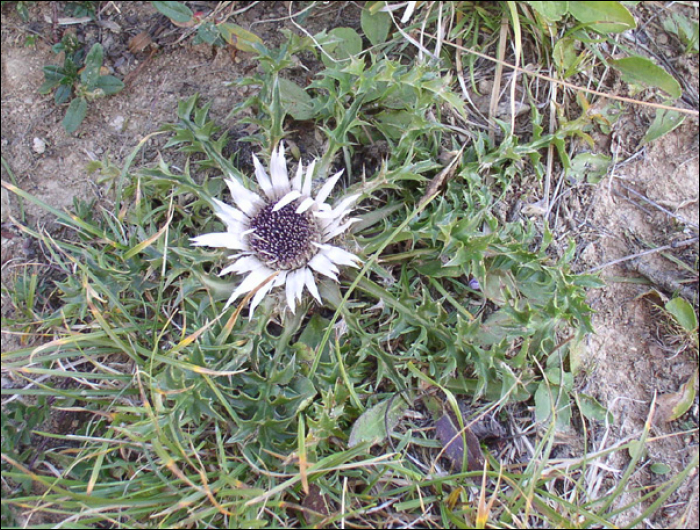 Carlina acaulis L.