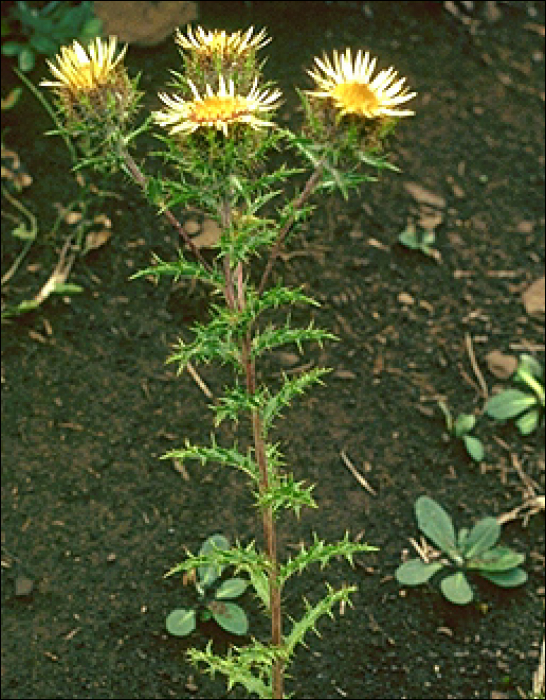 Carlina vulgaris L.