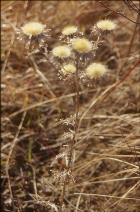 Carlina vulgaris L.