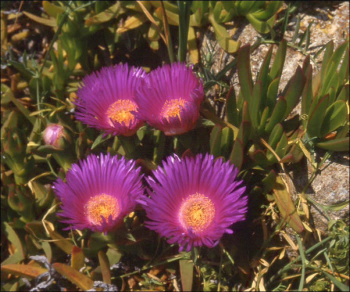 Carpobrotus acinaciformis