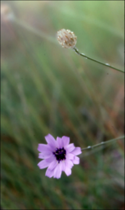 Catananche cerulea L.