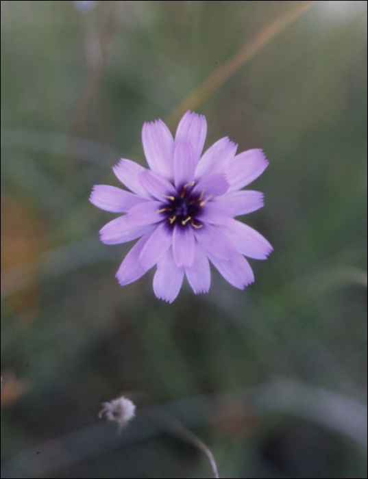 Catananche cerulea L.