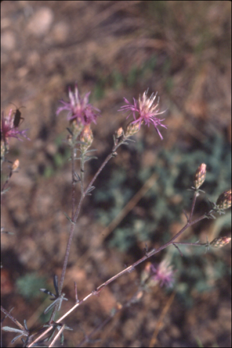 Centaurea alba