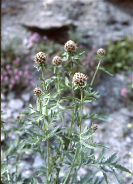 Centaurea alpestris H.