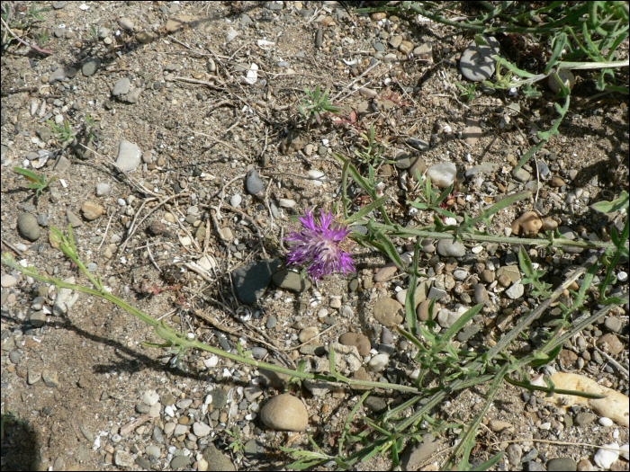 Centaurea aspera