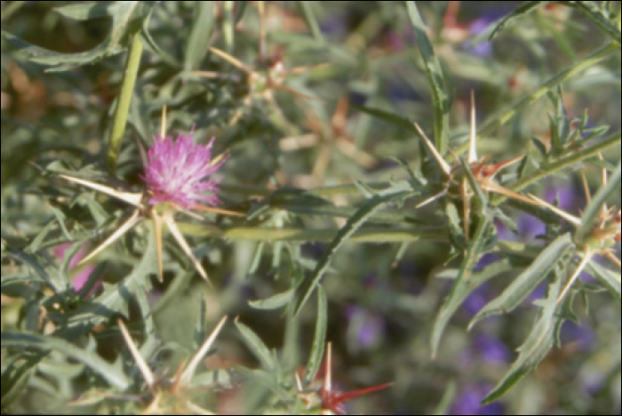 Centaurea calcitrapa