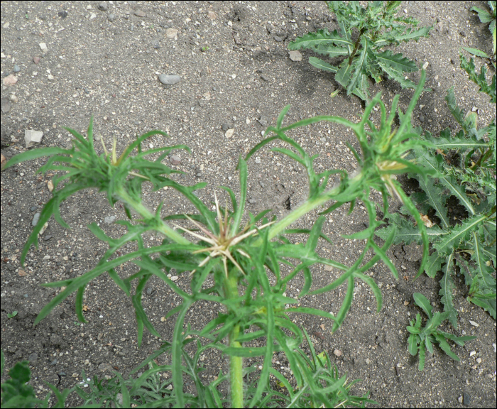 Centaurea calcitrapa