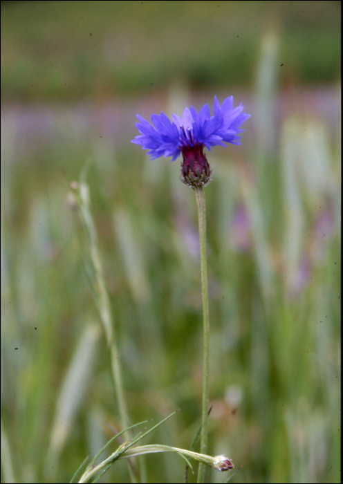 Centaurea cyanus L.