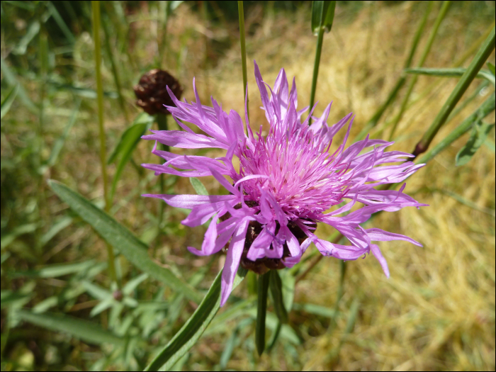 Centaurea cyanus L.