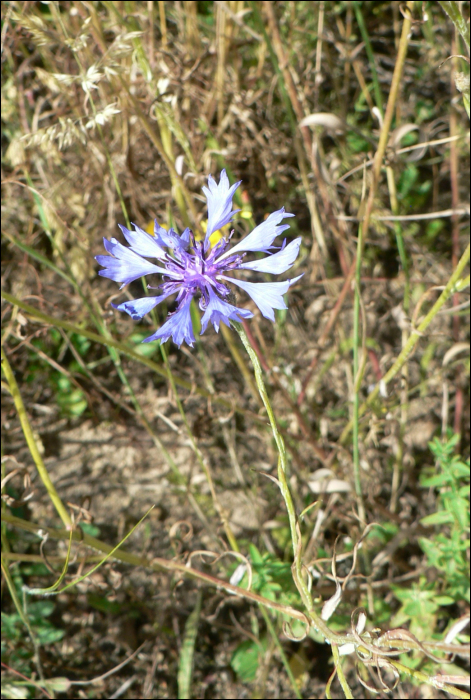 Centaurea cyanus L.