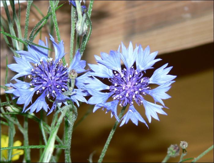 Centaurea cyanus L.