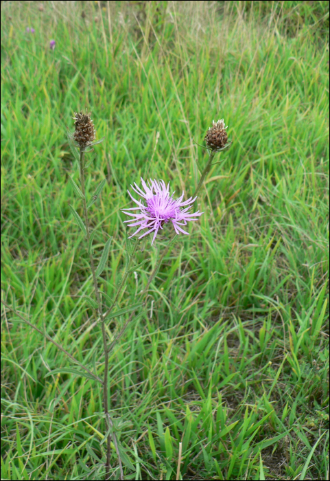 Centaurea jacea L.