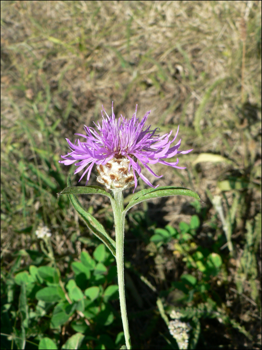 Centaurea jacea L.