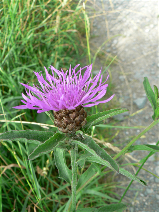 Centaurea jacea L.