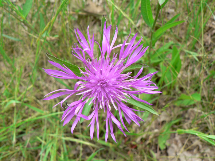 Centaurea jacea L.