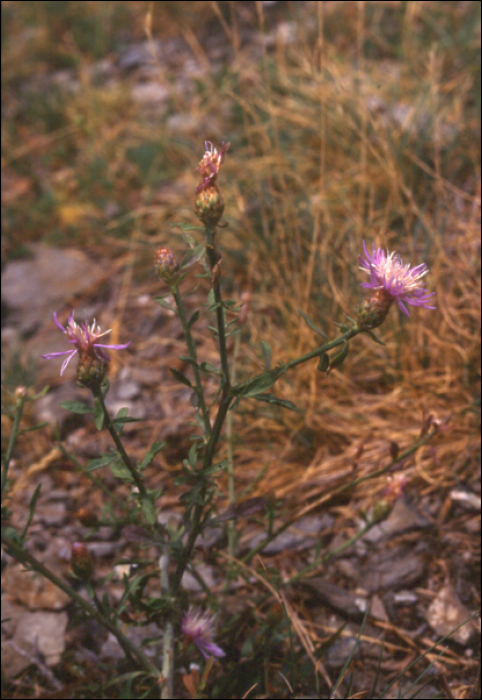 Centaurea leucophaea Jordan