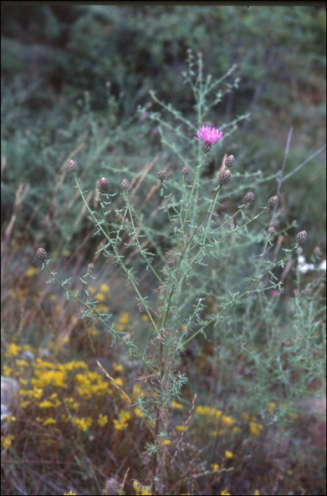 Centaurea maculosa Lam.