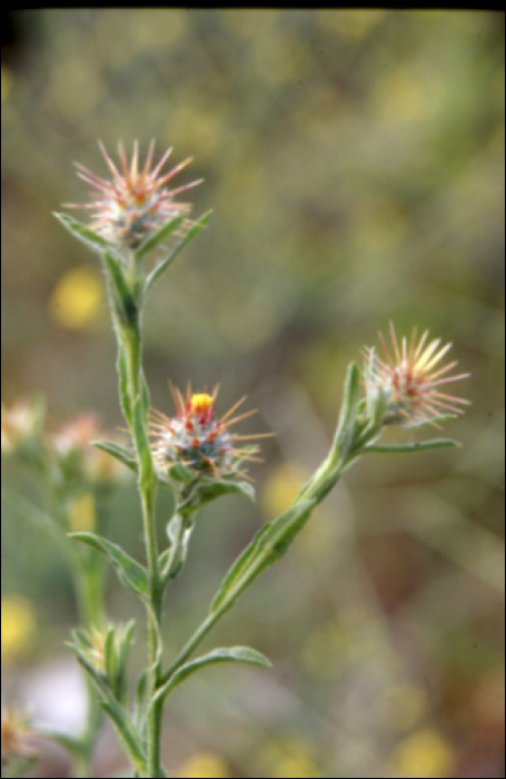 Centaurea melitensis