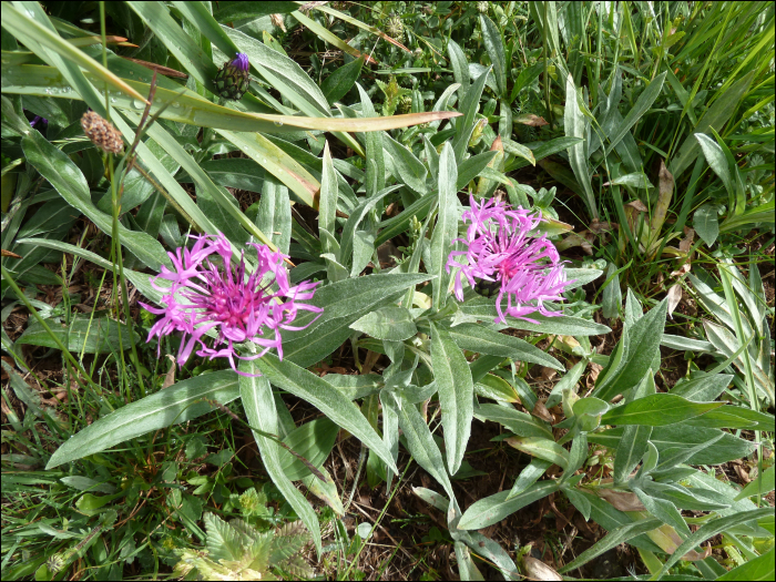 Centaurea montana L.