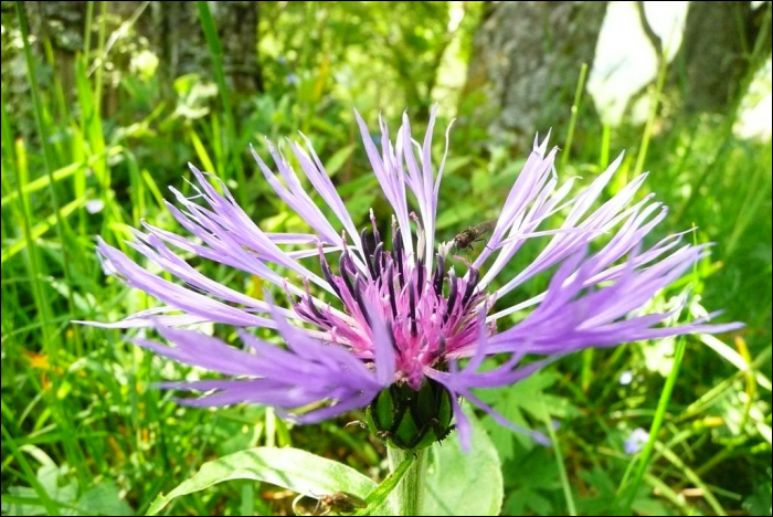 Centaurea montana L.