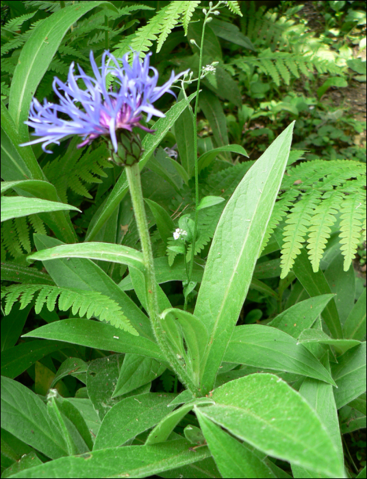 Centaurea montana L.