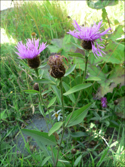 Centaurea nigra L.