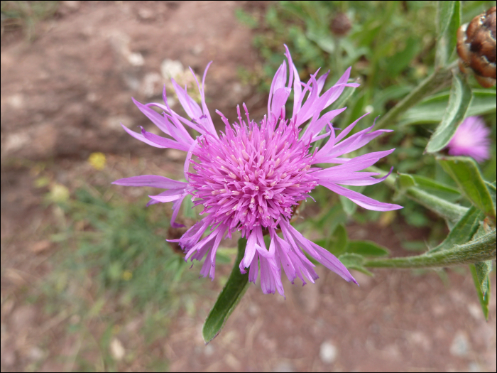 Centaurea nigra L.