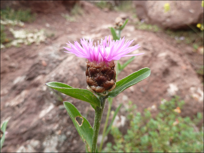 Centaurea nigra L.